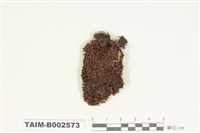 藏品(砂苔屬)的圖片